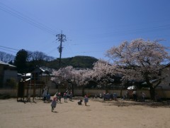 桜満開の園庭！